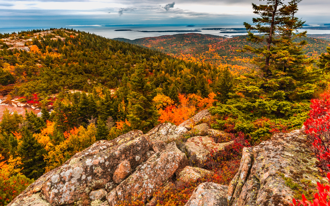 Maine foliage in Acadia National Park
